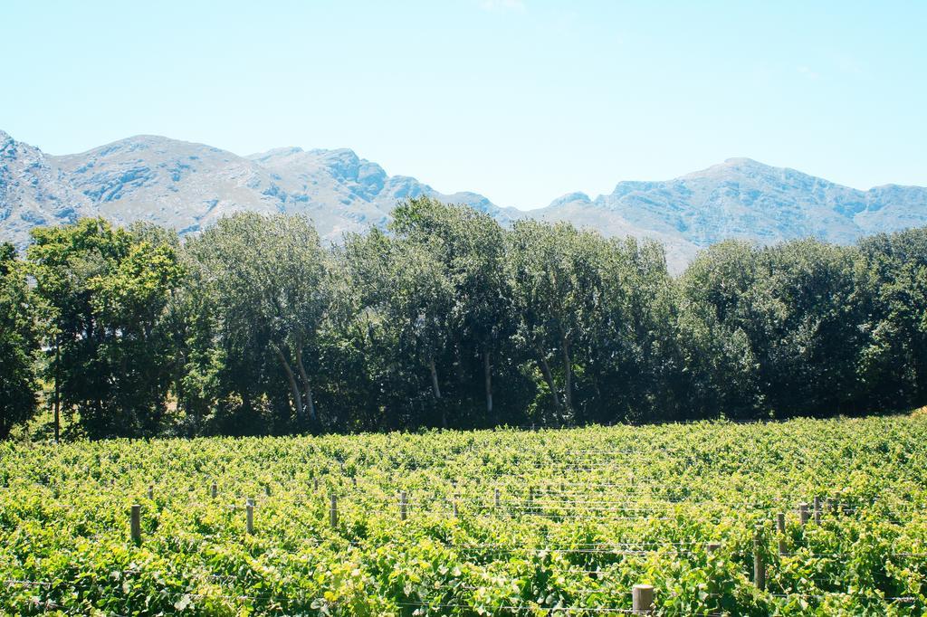 Rickety Bridge Manor House Guest House Franschhoek Luaran gambar